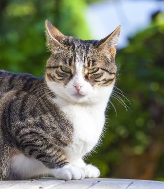 sevimli kedi Bahçe ahşap bir masa üzerinde rahatlatıcı