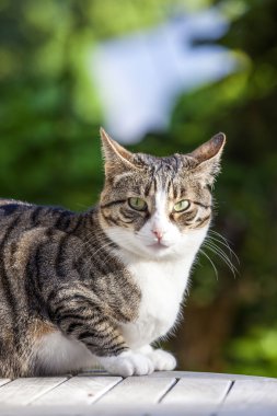 sevimli kedi Bahçe ahşap bir masa üzerinde rahatlatıcı