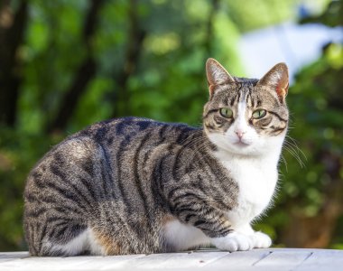 sevimli kedi Bahçe ahşap bir masa üzerinde rahatlatıcı