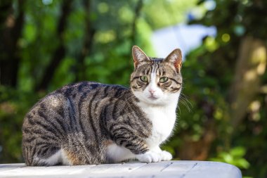 sevimli kedi Bahçe ahşap bir masa üzerinde rahatlatıcı