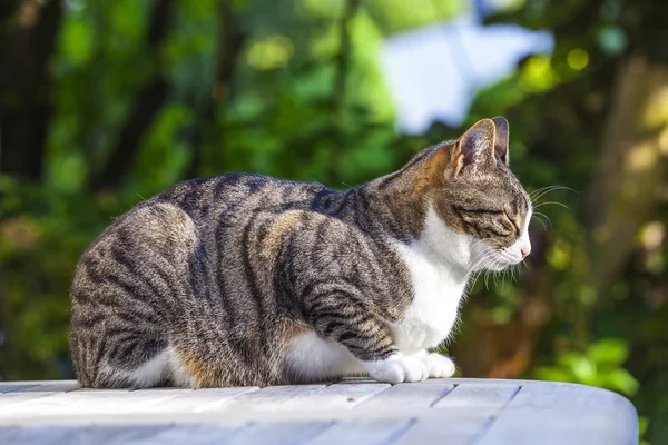 Niedliche Katze entspannt auf einem Holztisch im Garten — Stockfoto