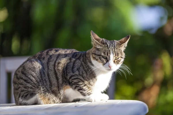 Sevimli kedi Bahçe ahşap bir masa üzerinde rahatlatıcı — Stok fotoğraf