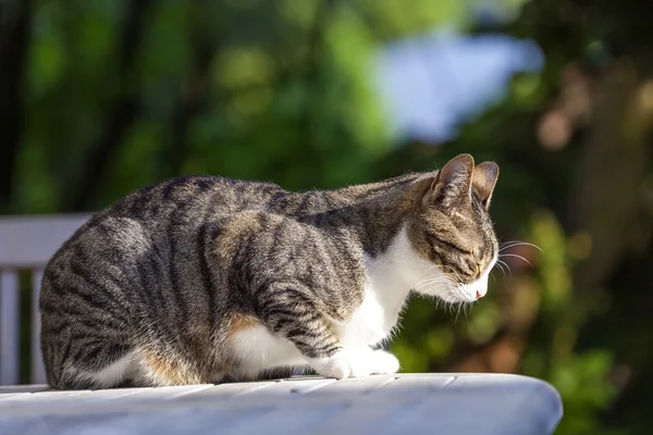 Niedliche Katze entspannt auf einem Holztisch im Garten — Stockfoto