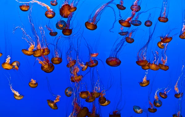 A kék óceán medúza — Stock Fotó