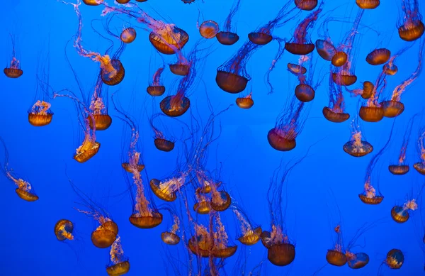 Jelly fish in the blue ocean — Stock Photo, Image