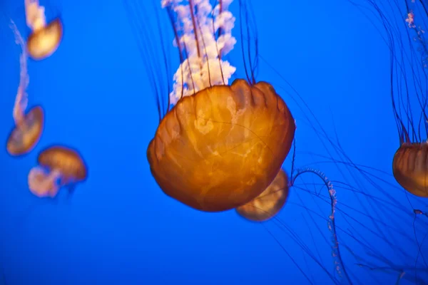 Medusa nell'oceano blu — Foto Stock