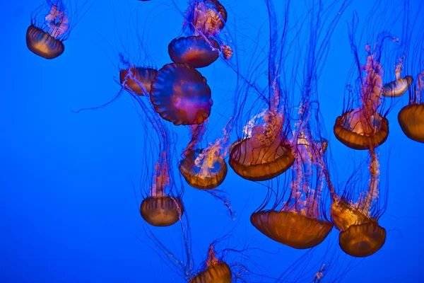 Медузы в голубом океане — стоковое фото