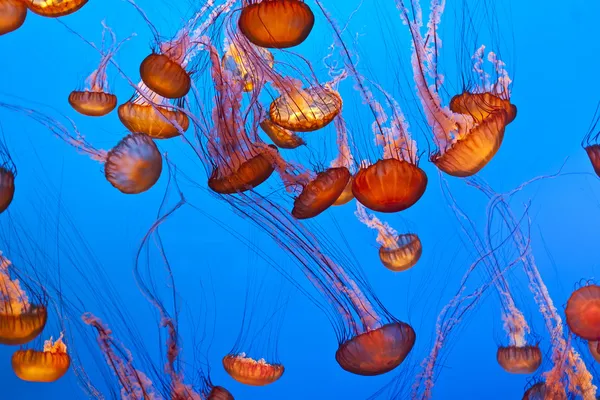 Medusa nell'oceano blu — Foto Stock