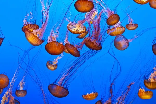 Méduses dans l'océan bleu — Photo