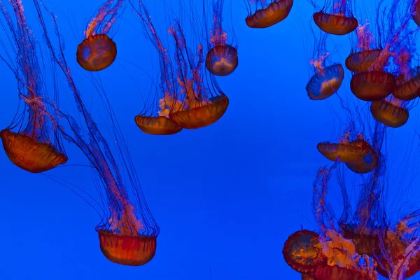 Méduses dans l'océan bleu — Photo
