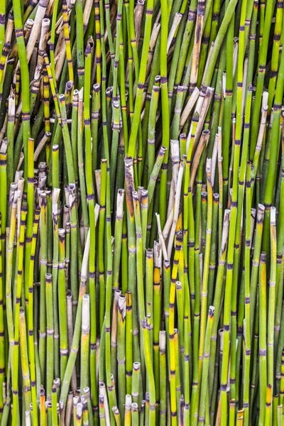 Patroon van kleine bamboe plant — Stockfoto