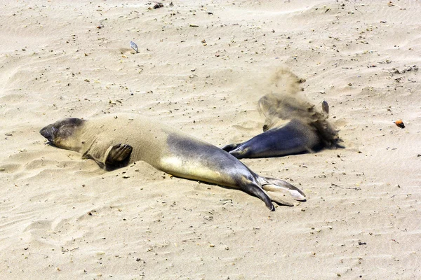 Lwy morskie odpoczynku na plaży — Zdjęcie stockowe