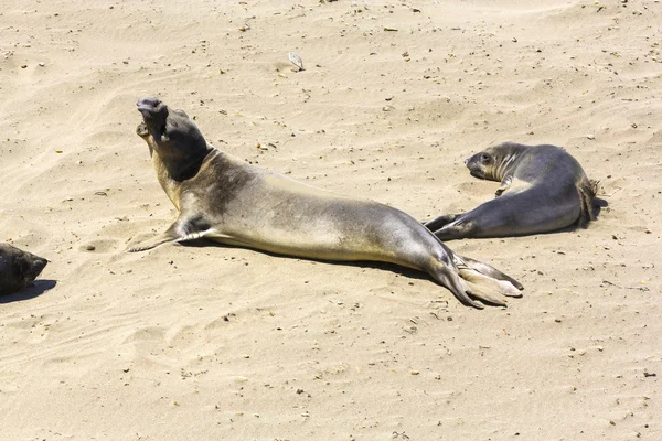 Oroszlánfókák pihenés a tengerparton — Stock Fotó