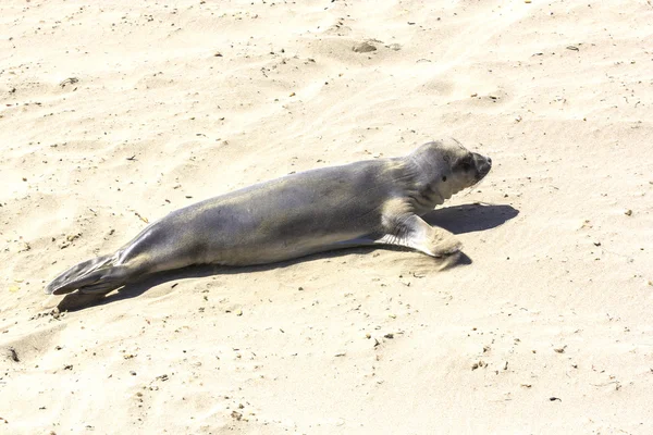Leões marinhos descansam na praia — Fotografia de Stock