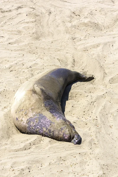 Los lobos marinos descansan en la playa — Foto de Stock