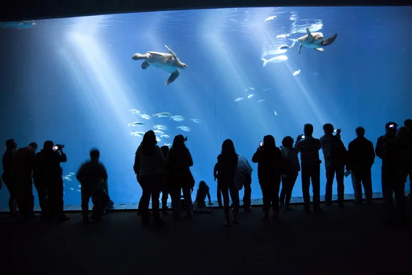 Bekijk de gelei vissen in het aquarium — Stockfoto
