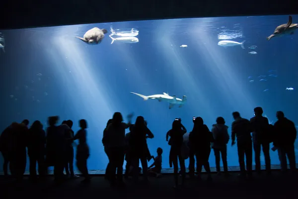 Regarder les poissons dans l'aquarium — Photo