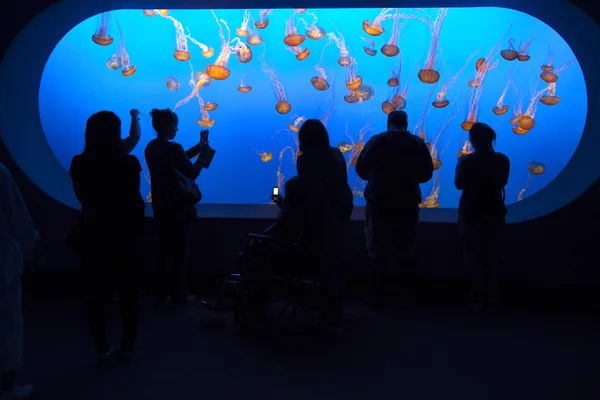 Watch the jelly fishes in the aquarium — Stock Photo, Image