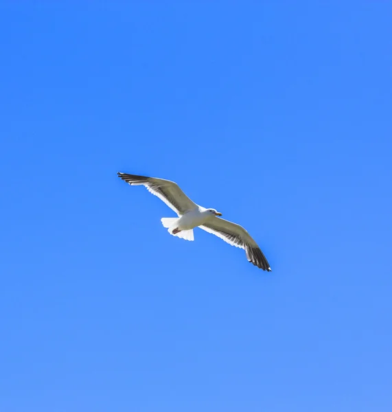 Racek letící na modré obloze — Stock fotografie