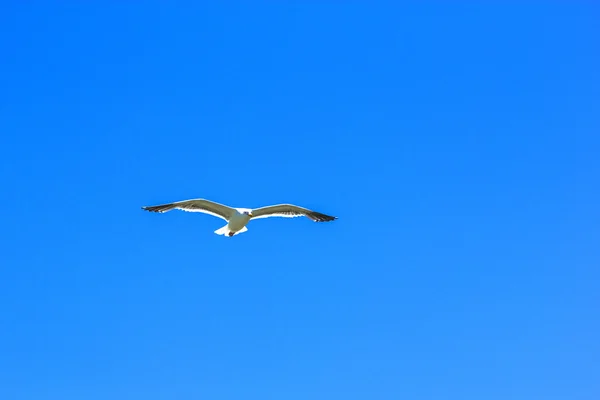 Mewa lecąca na błękitnym niebie — Zdjęcie stockowe