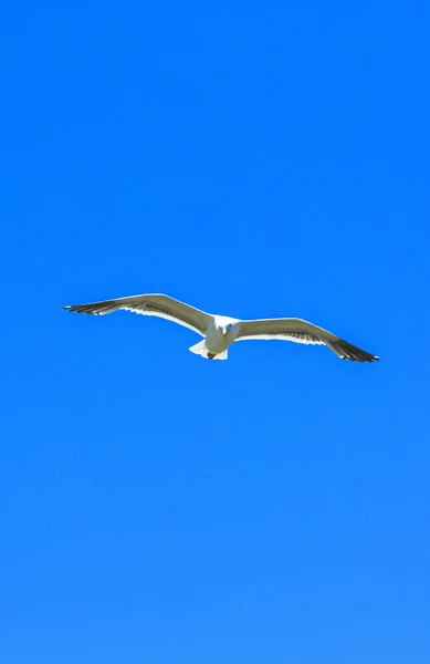 Γλάρος που πετά στον γαλάζιο ουρανό — Φωτογραφία Αρχείου