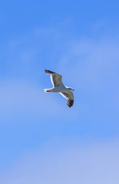 Möwe fliegt in den blauen Himmel — Stockfoto