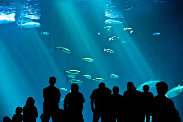 Посмотреть на рыб в аквариуме — стоковое фото