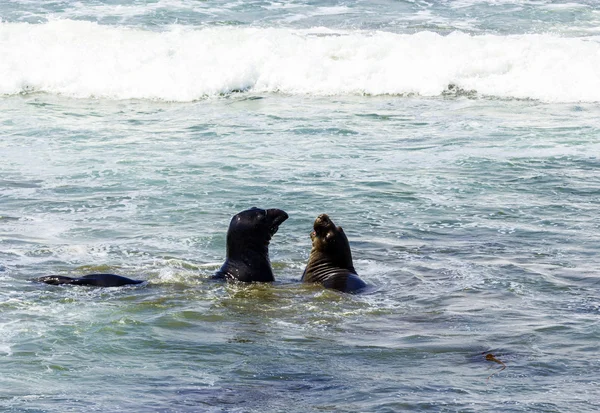 Zeeleeuwen strijd in de golven van de Oceaan — Stockfoto