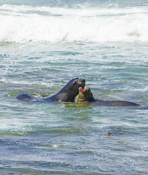 Seelöwen kämpfen in den Wellen des Ozeans — Stockfoto