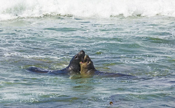 Okyanus dalgaları deniz aslanları kavga — Stok fotoğraf