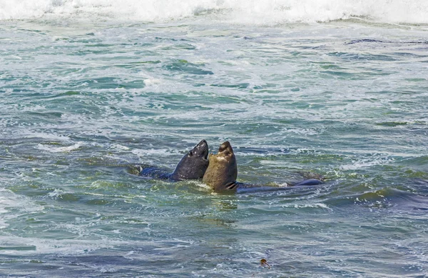 Sjölejon kampen i vågor i havet — Stockfoto