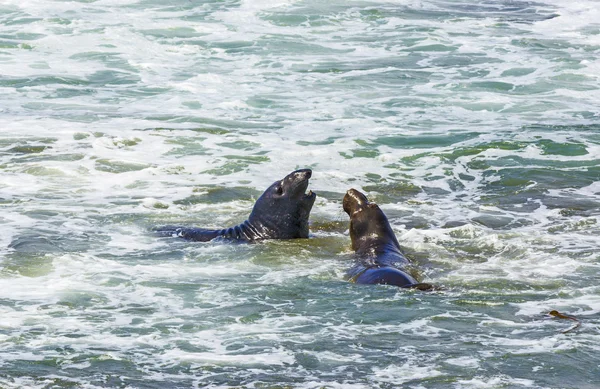 Okyanus dalgaları deniz aslanları kavga — Stok fotoğraf