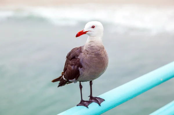 Seagull sitting at the pier on the rail — Stock Photo, Image