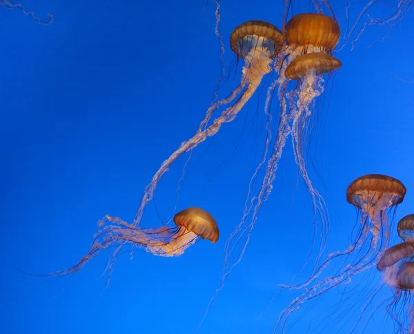 Medúzy v modrém moři — Stock fotografie
