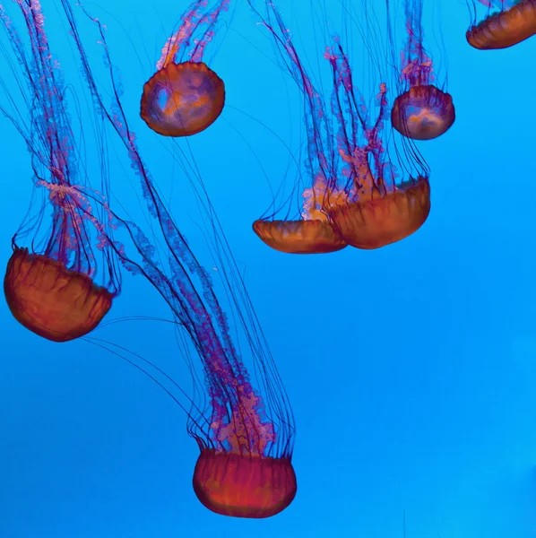 Mermelada en el mar azul — Foto de Stock