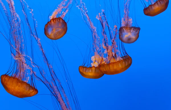 Mavi denizde denizanası — Stok fotoğraf