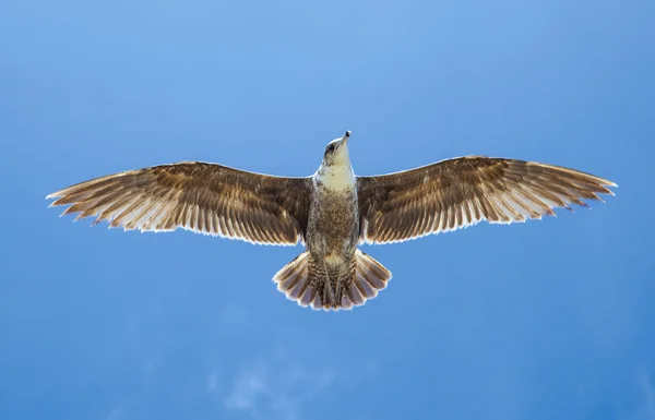 Zeemeeuw vliegend in de blauwe lucht — Stockfoto