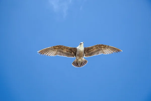 Mavi gökyüzünde uçan martı — Stok fotoğraf