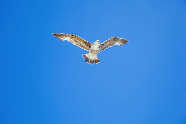 Mouette volant dans le ciel bleu — Photo