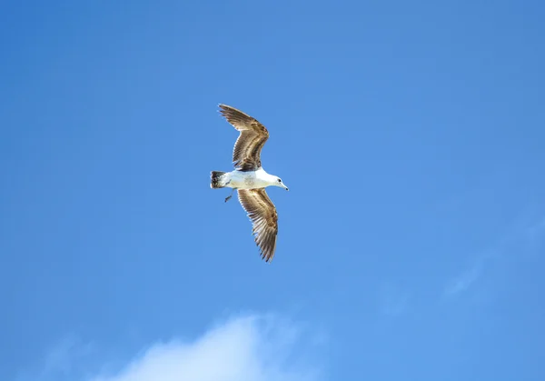 Θαλάσσιος γλάρος που πετά στον γαλάζιο ουρανό — Φωτογραφία Αρχείου