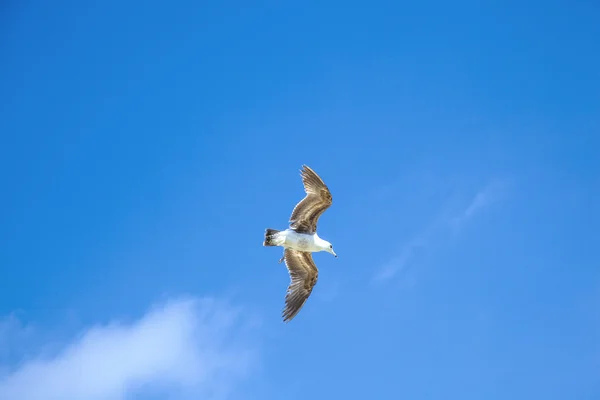 Havsmås flyger i den blå himlen — Stockfoto