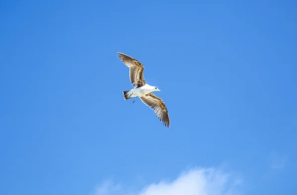 Морская чайка летит в голубом небе — стоковое фото
