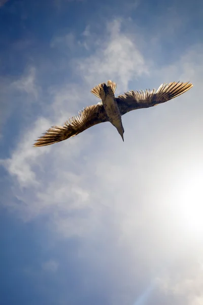 stock image Sea gull flying in the blue sky