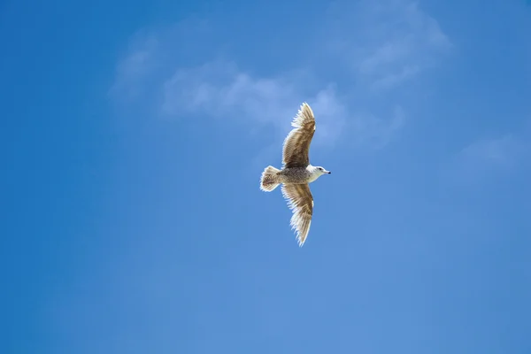 Gaivota do mar voando no céu azul — Fotografia de Stock