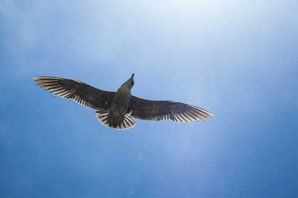 Sea gull flying in the blue sky — Stock Photo, Image