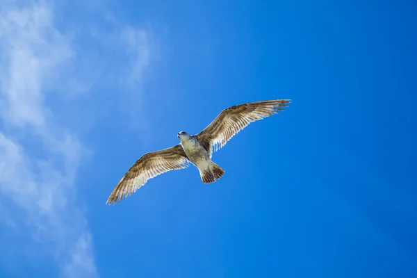 Havsmås flyger i den blå himlen — Stockfoto