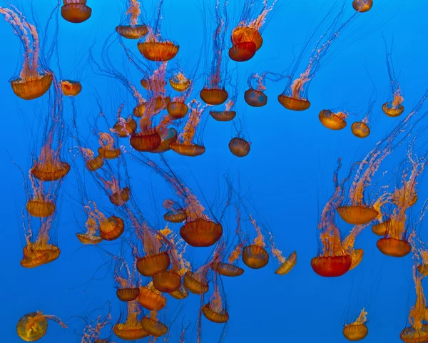Medúza a kék tengerben — Stock Fotó
