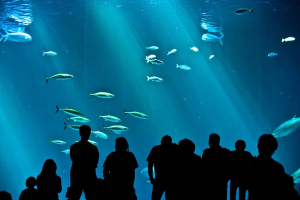 stock image watch the fishes in the aquarium