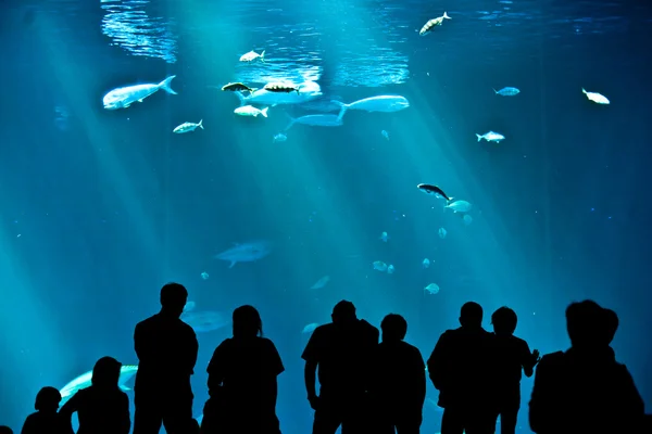 stock image watch the fishes in the aquarium