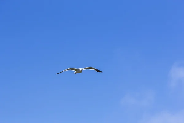 青い空を飛ぶカモメ — ストック写真